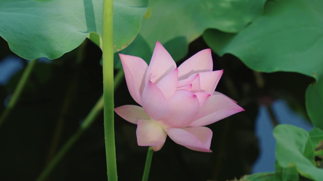 夏日里盛开的荷花视频素材