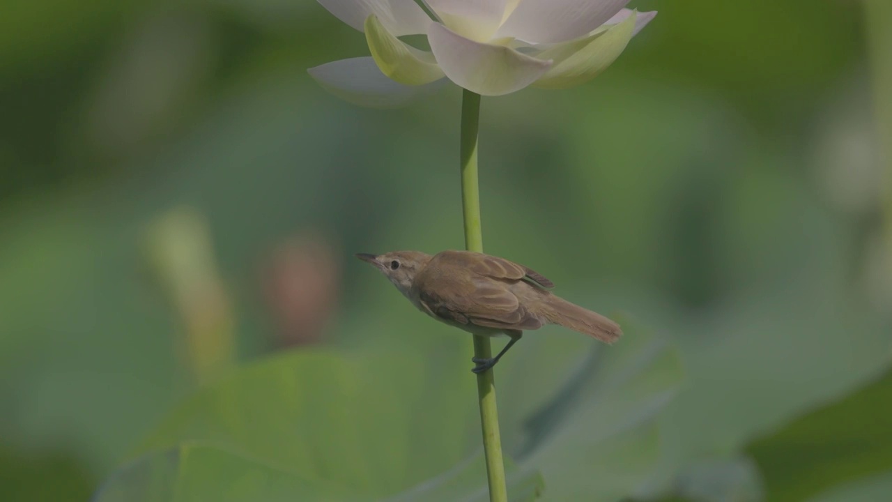 东方大苇莺幼鸟上荷花视频素材