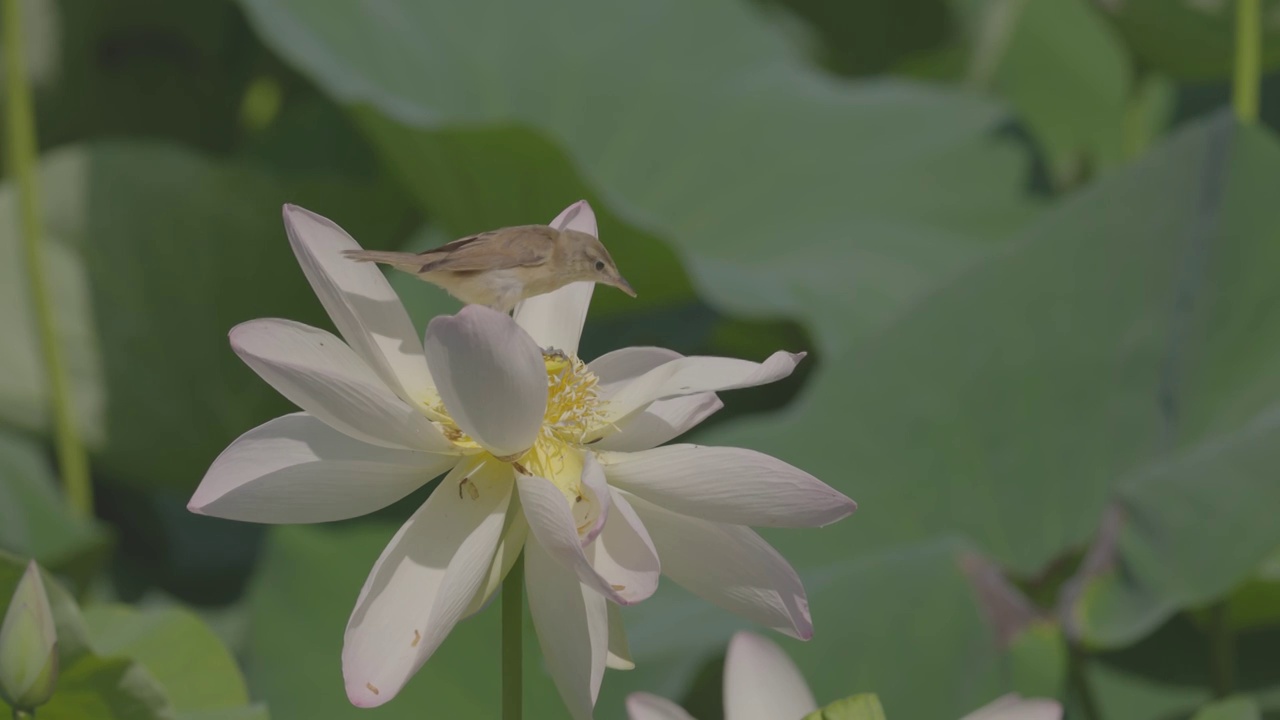 东方大苇莺在荷花上喂食视频素材