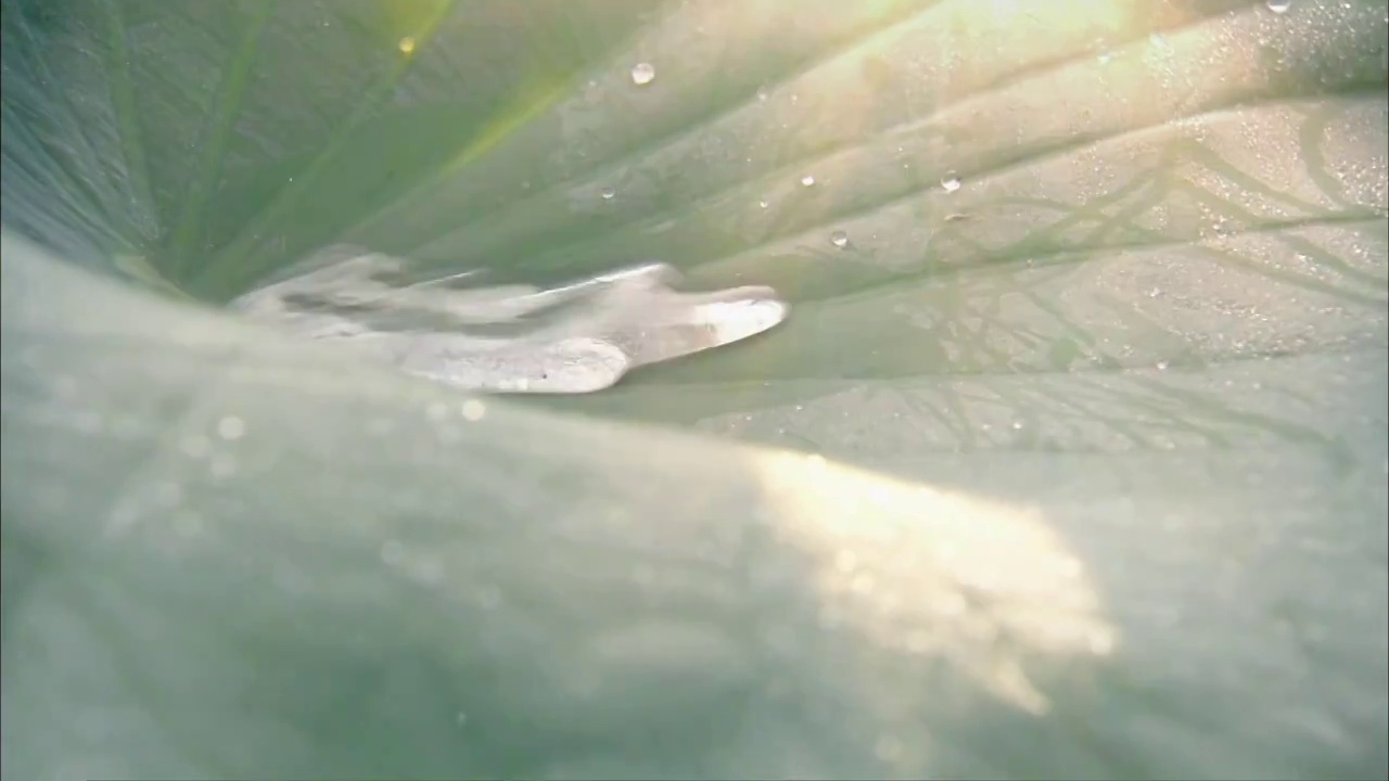 夏日绿色荷叶雨后特写水滴露水太阳光线背景素材视频下载