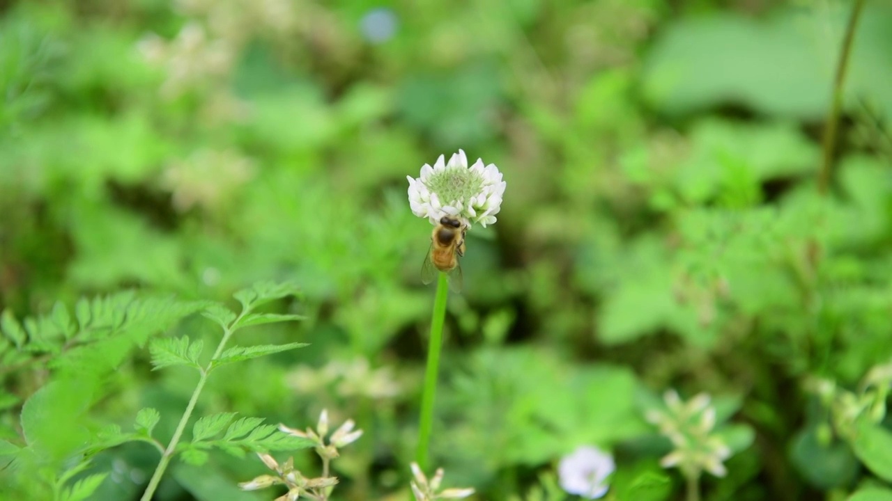 蜜蜂采蜜视频素材