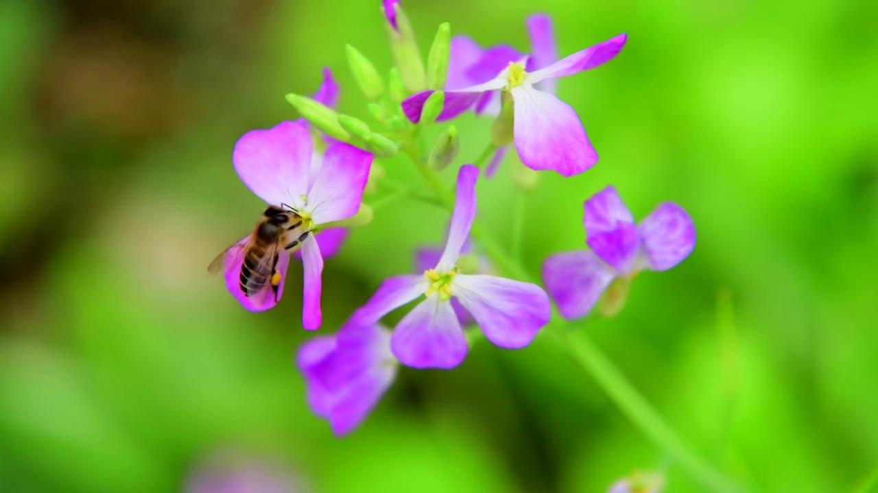 蜜蜂采蜜视频素材