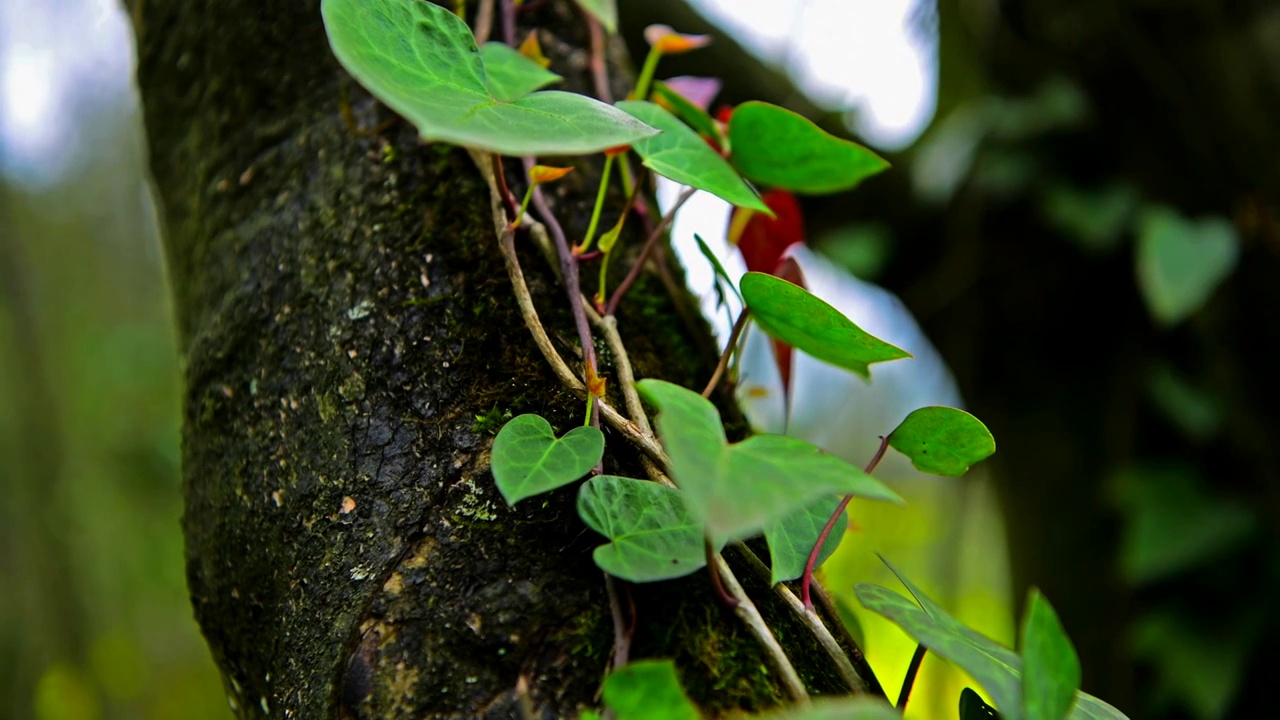 藤蔓植物视频素材