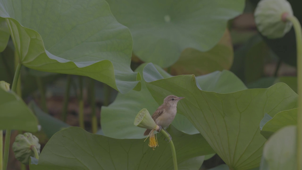 东方大苇莺幼鸟视频素材