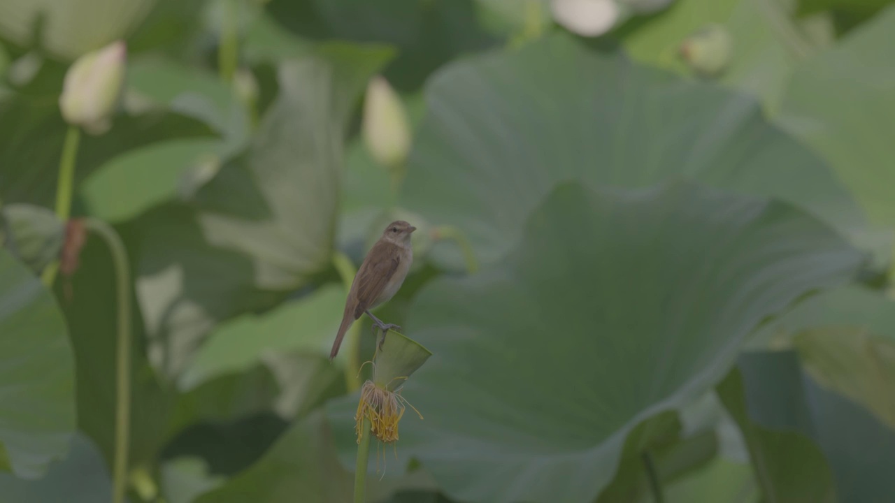 东方大苇莺视频素材