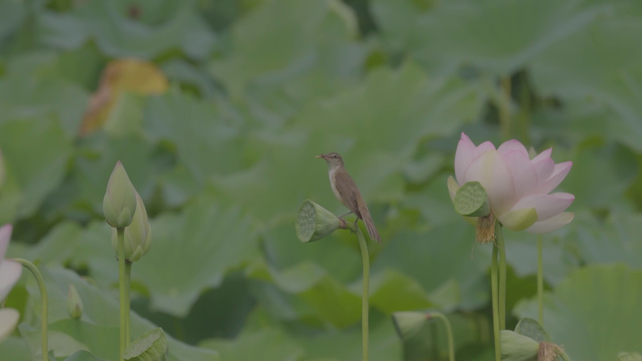 东方大苇莺视频素材