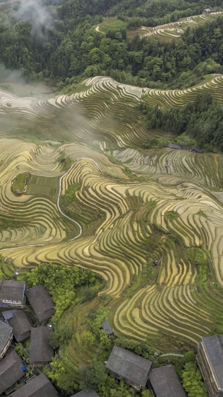 高清竖屏延时航拍龙脊平安梯田云海视频素材