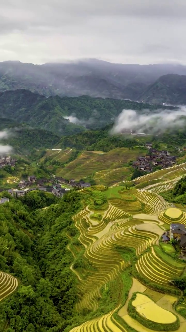 高清竖屏延时航拍龙脊梯田清晨（合集）视频素材