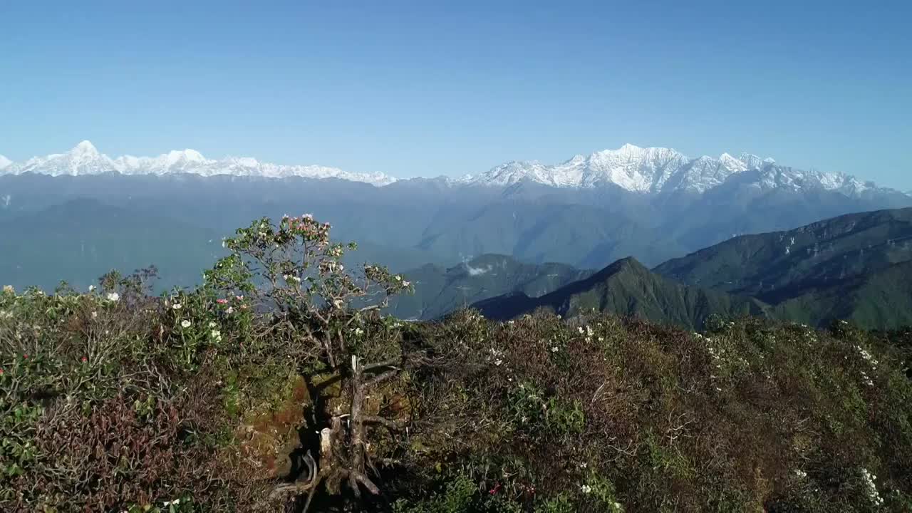 四川甘孜州泸定华尖山遥望贡嘎雪山杜鹃花云海航拍视频素材