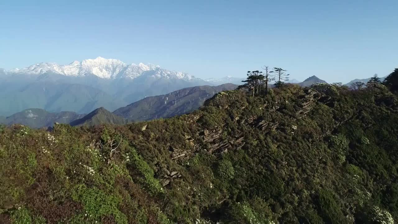 四川甘孜州泸定华尖山遥望贡嘎雪山杜鹃花云海航拍视频素材