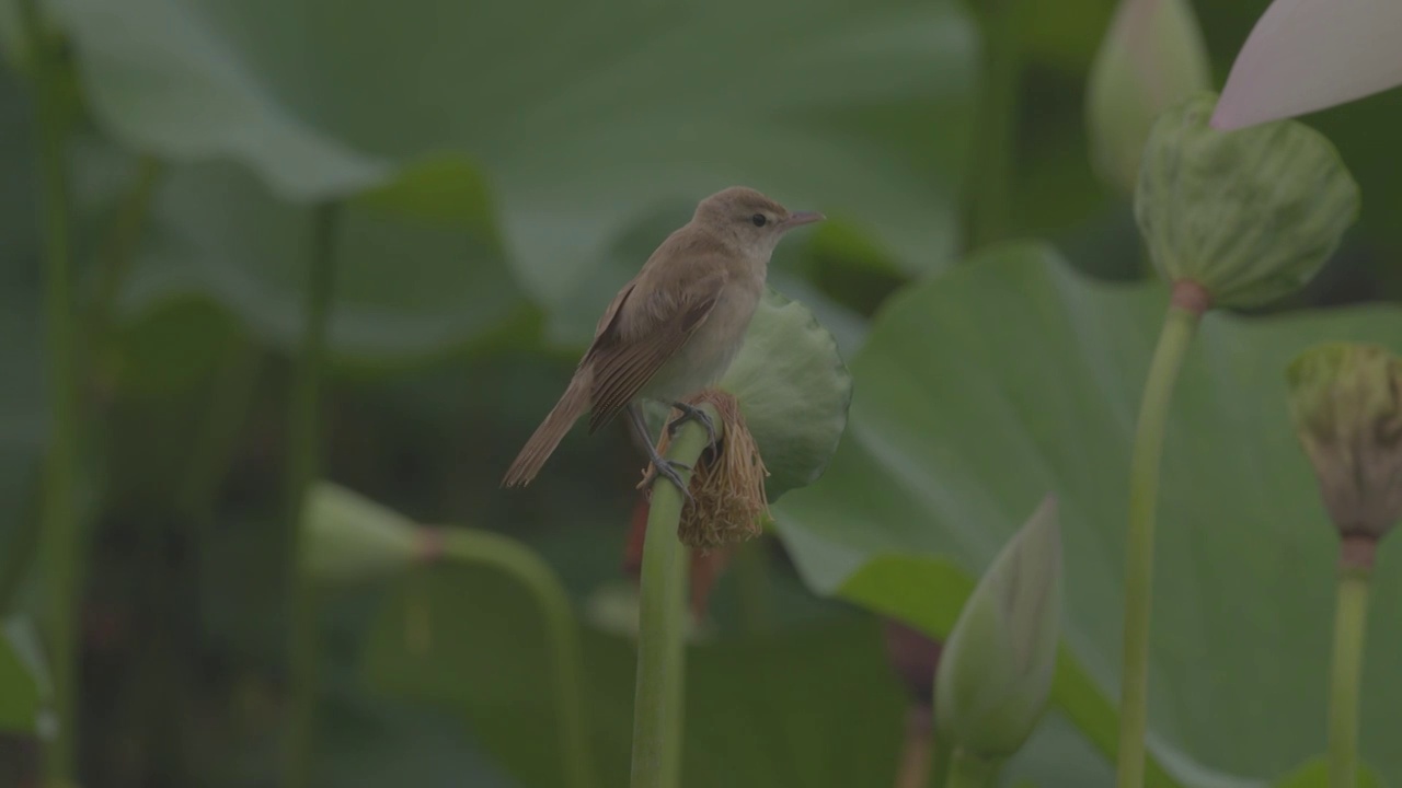 东方大苇莺幼鸟视频素材