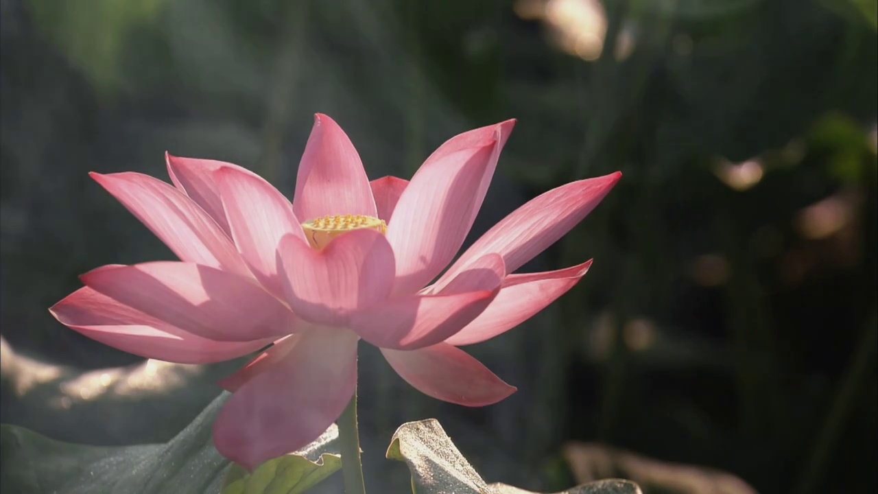 夏日粉色荷花莲花太阳光线折射雾气特效背景素材视频素材