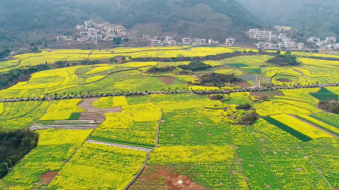 贵州兴义县万峰林景区油菜花田航拍视频素材