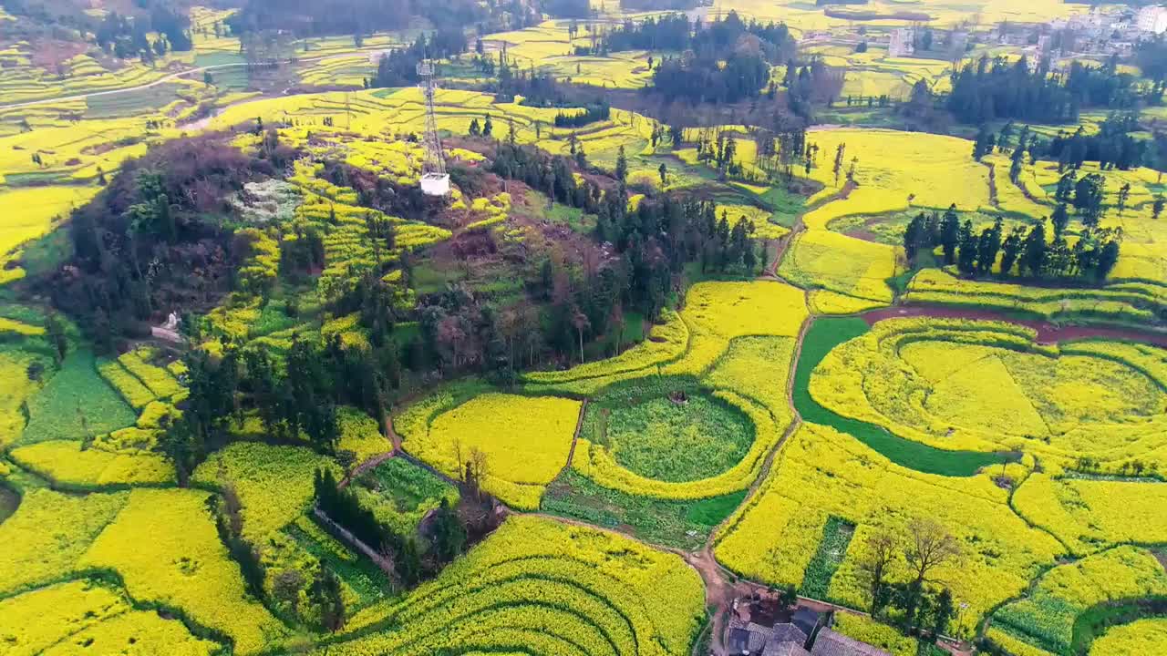 贵州兴义县万峰林景区油菜花田航拍视频素材