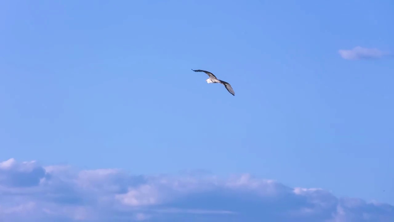 飞鸟天空飞翔视频素材