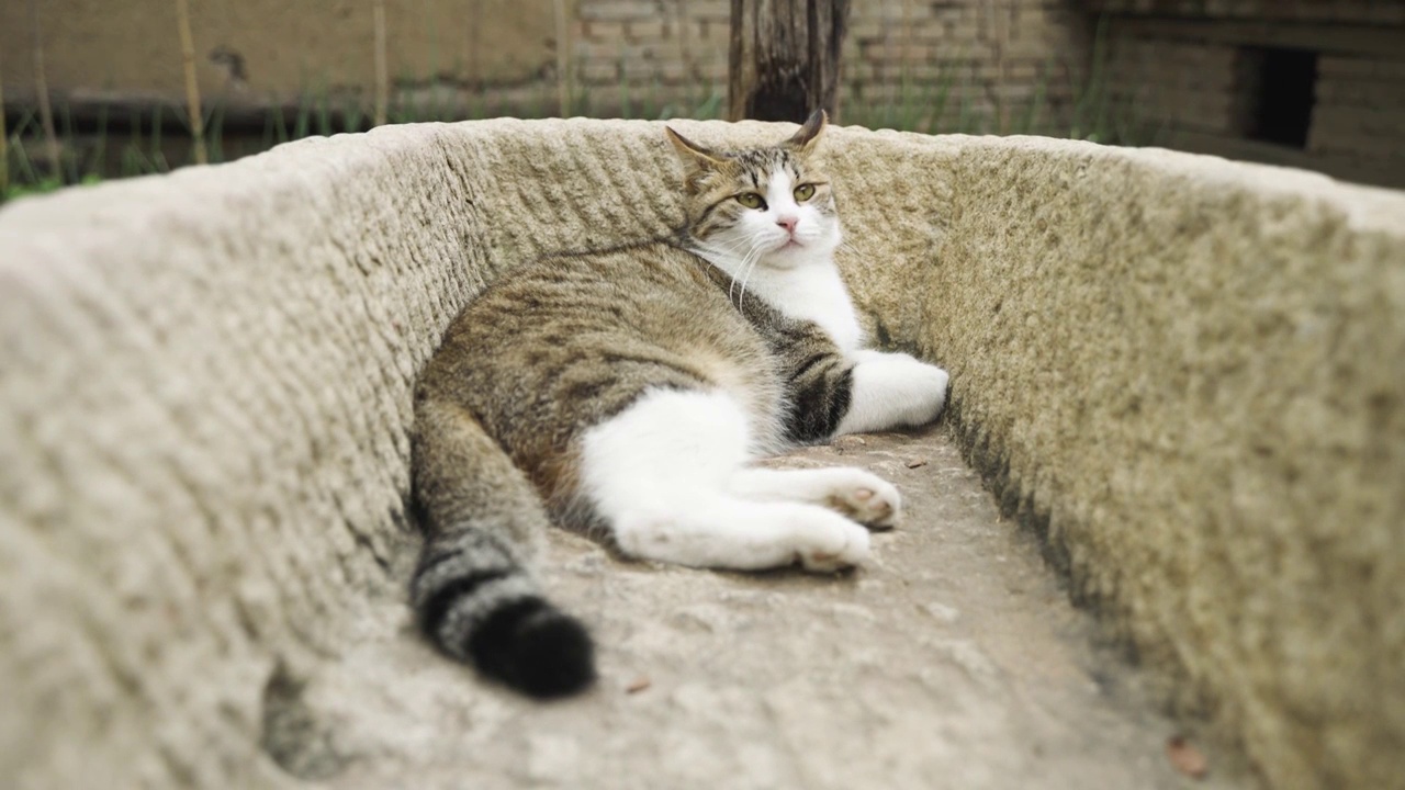 小猫躺在石槽农村场景简州猫视频素材