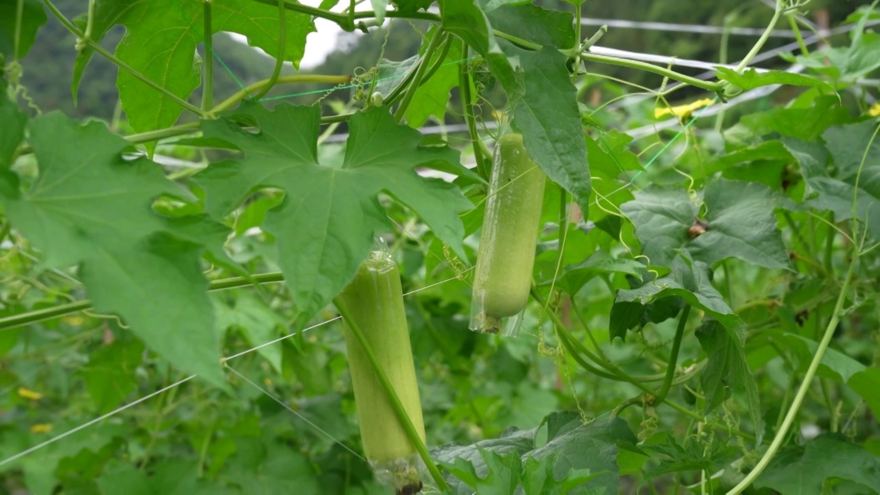 湖北恩施大山里无公害有机蔬菜丝瓜视频素材