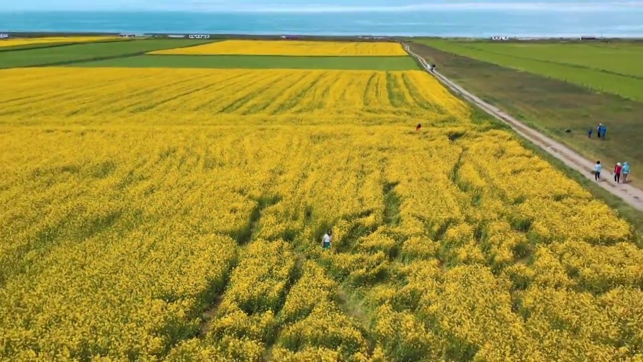 青海湖油菜花视频素材