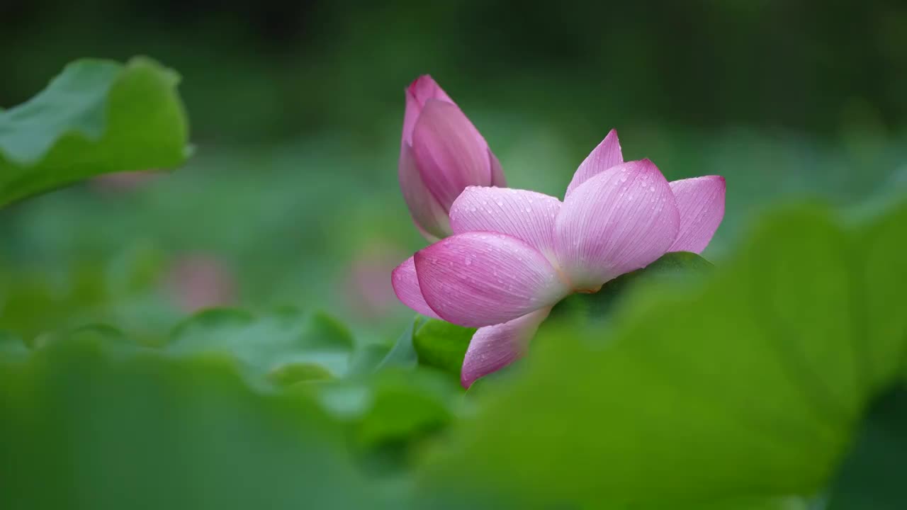 雨后荷花特写视频素材