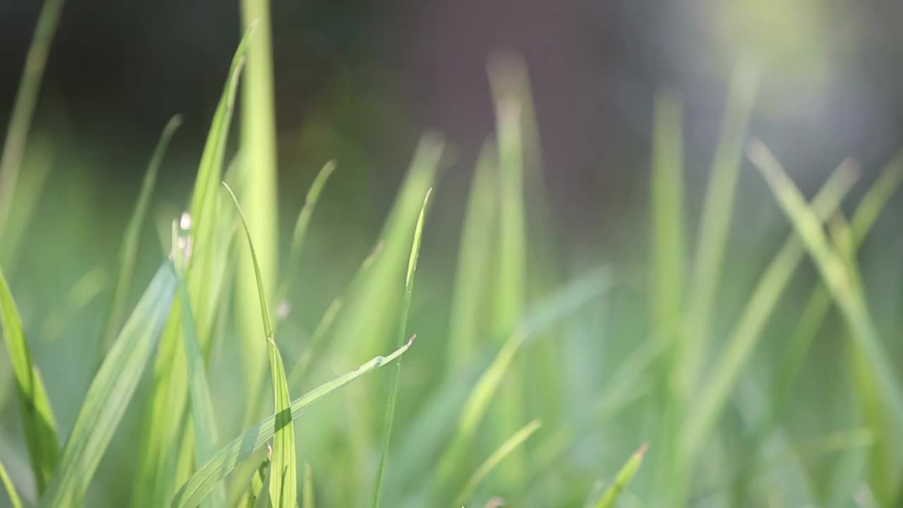 夏日午后的草地视频素材