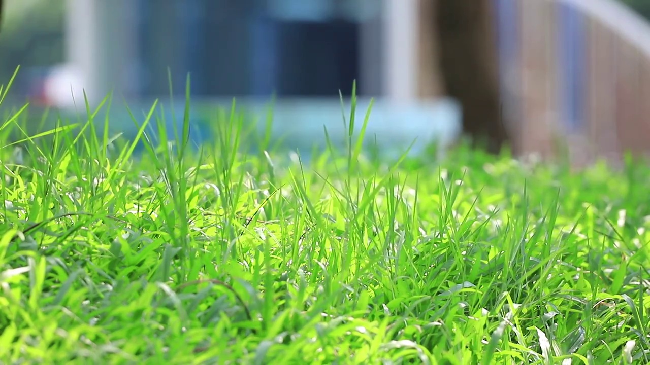 夏天阳光下的草地视频素材