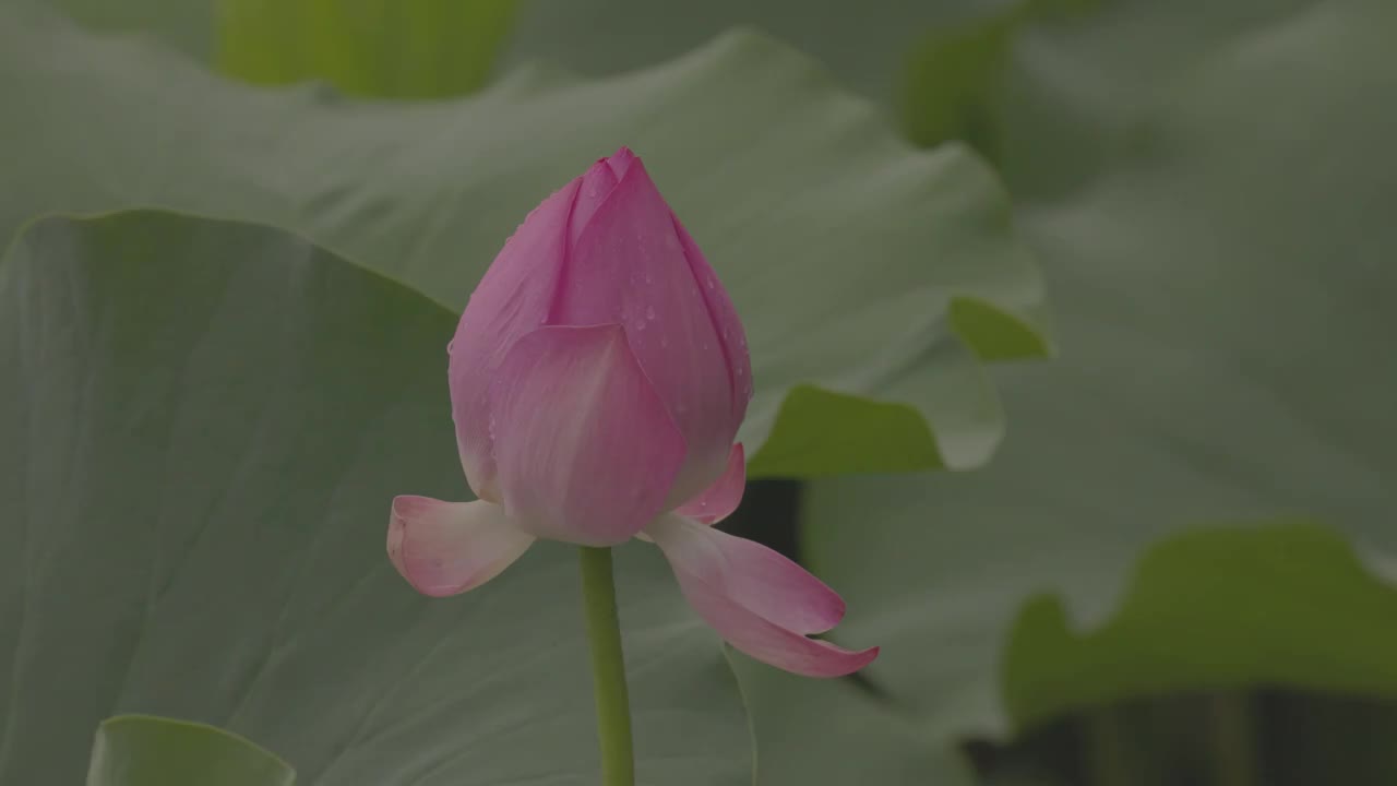 荷花特写视频素材