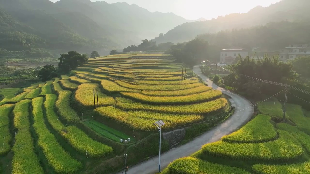 夏收时节广州从化唐屋村梯田稻谷一片金黄视频素材