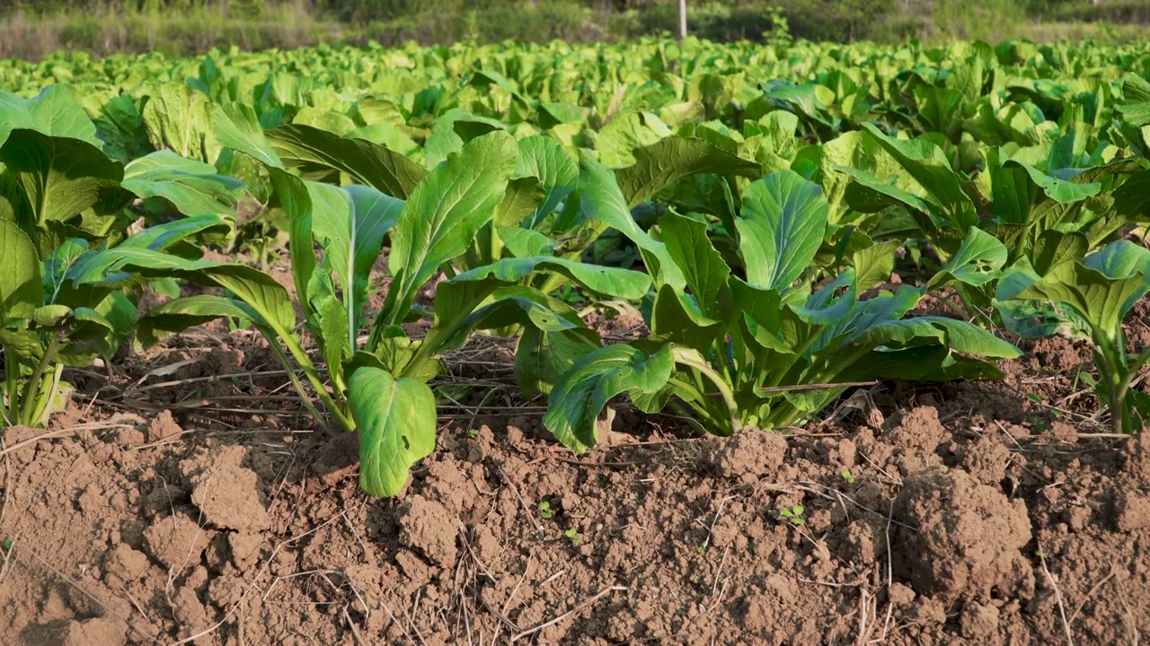 广东清远连州菜心种植田地视频素材