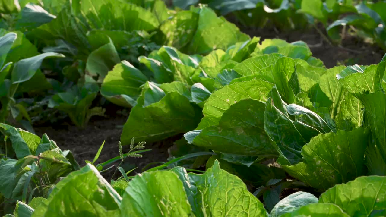 广东清远连州菜心种植田地视频素材