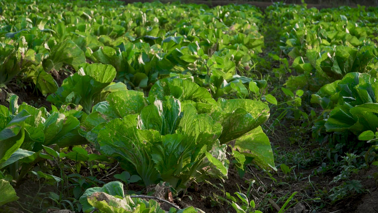 广东清远连州菜心种植田地视频素材