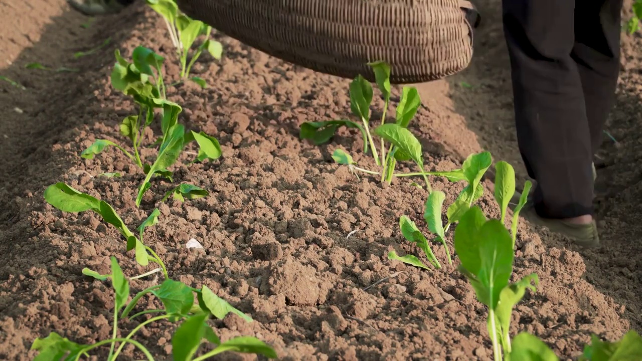 广东清远连州菜心种植田地视频素材