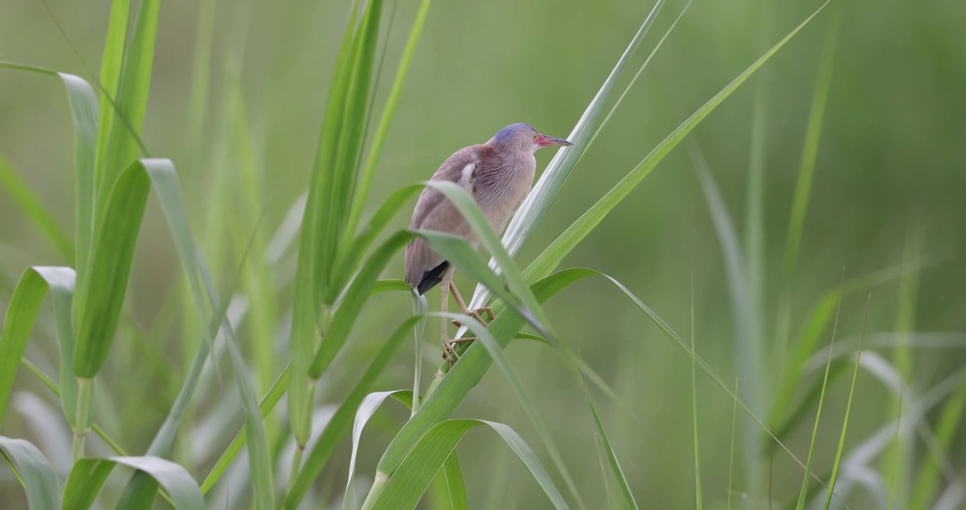 黄苇鳽在绿色芦苇上活动视频素材