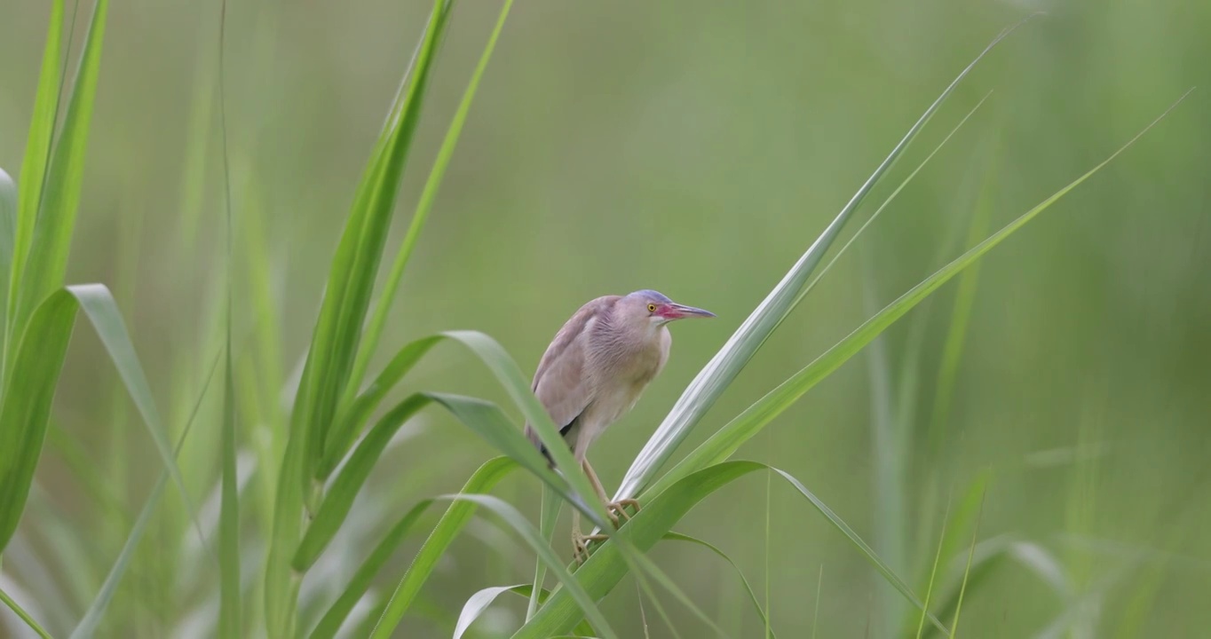 黄苇鳽在芦苇上视频素材