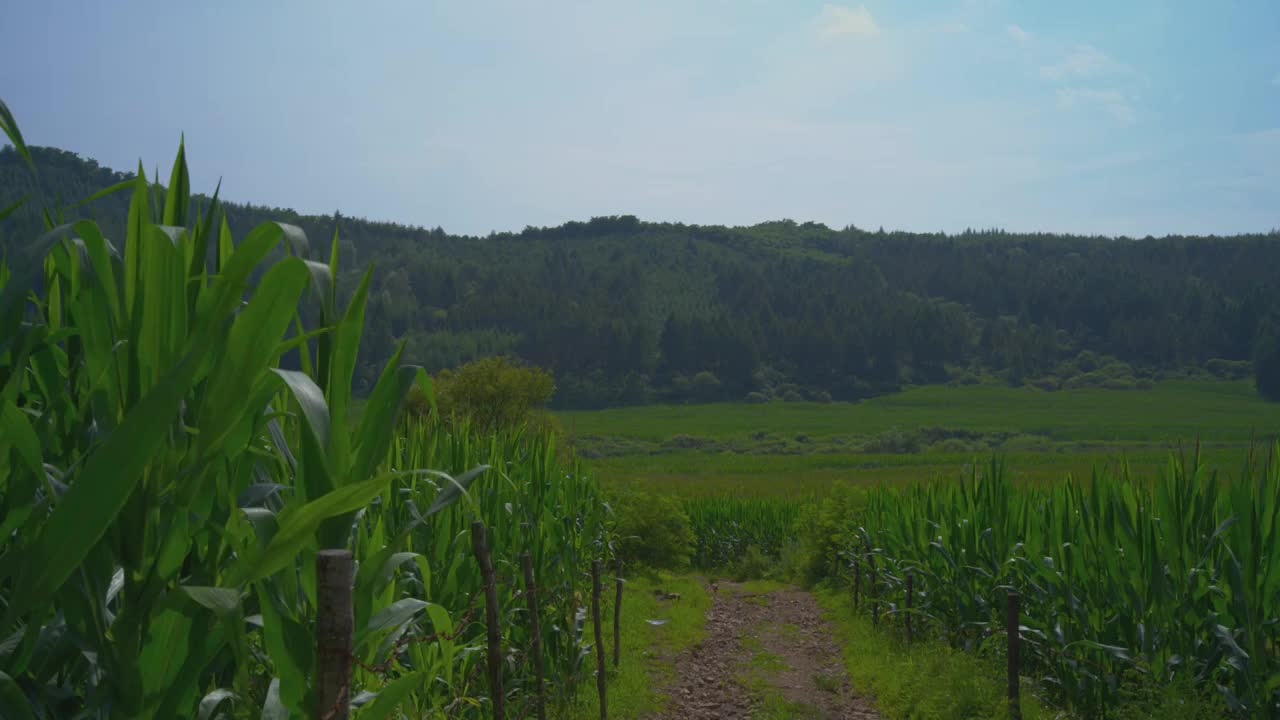 田园风光视频素材