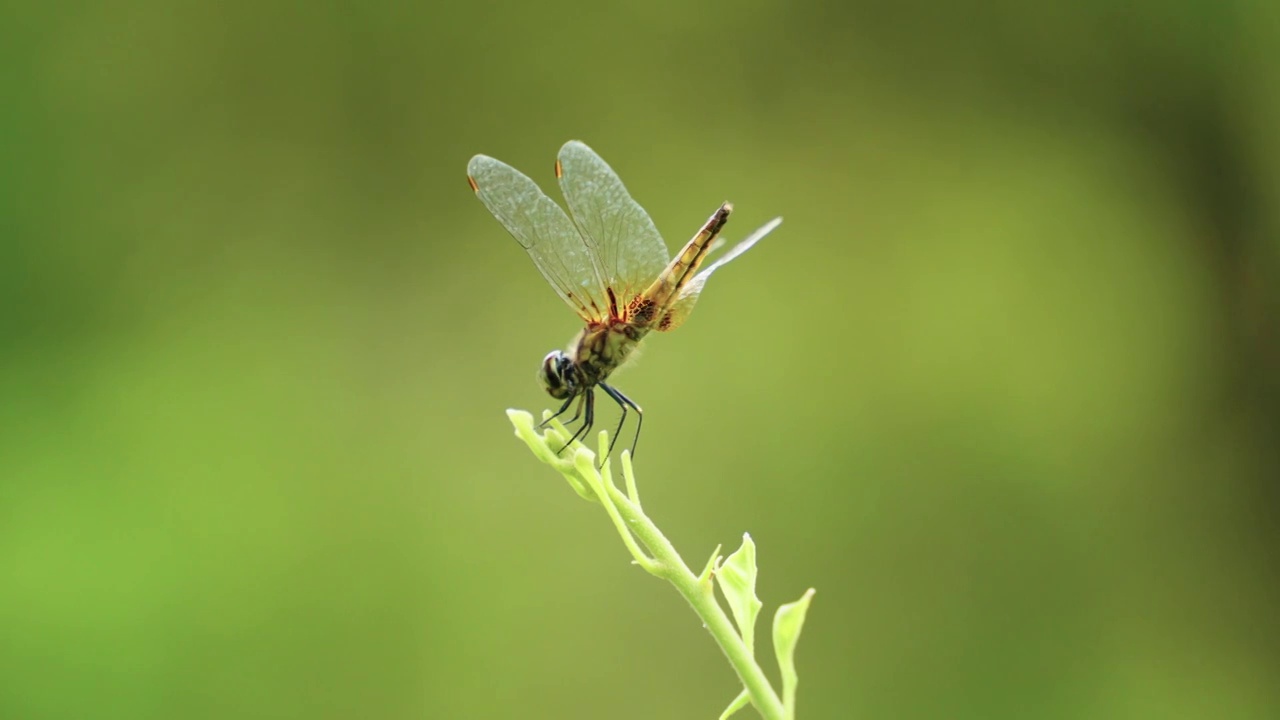 蜻蜓视频素材