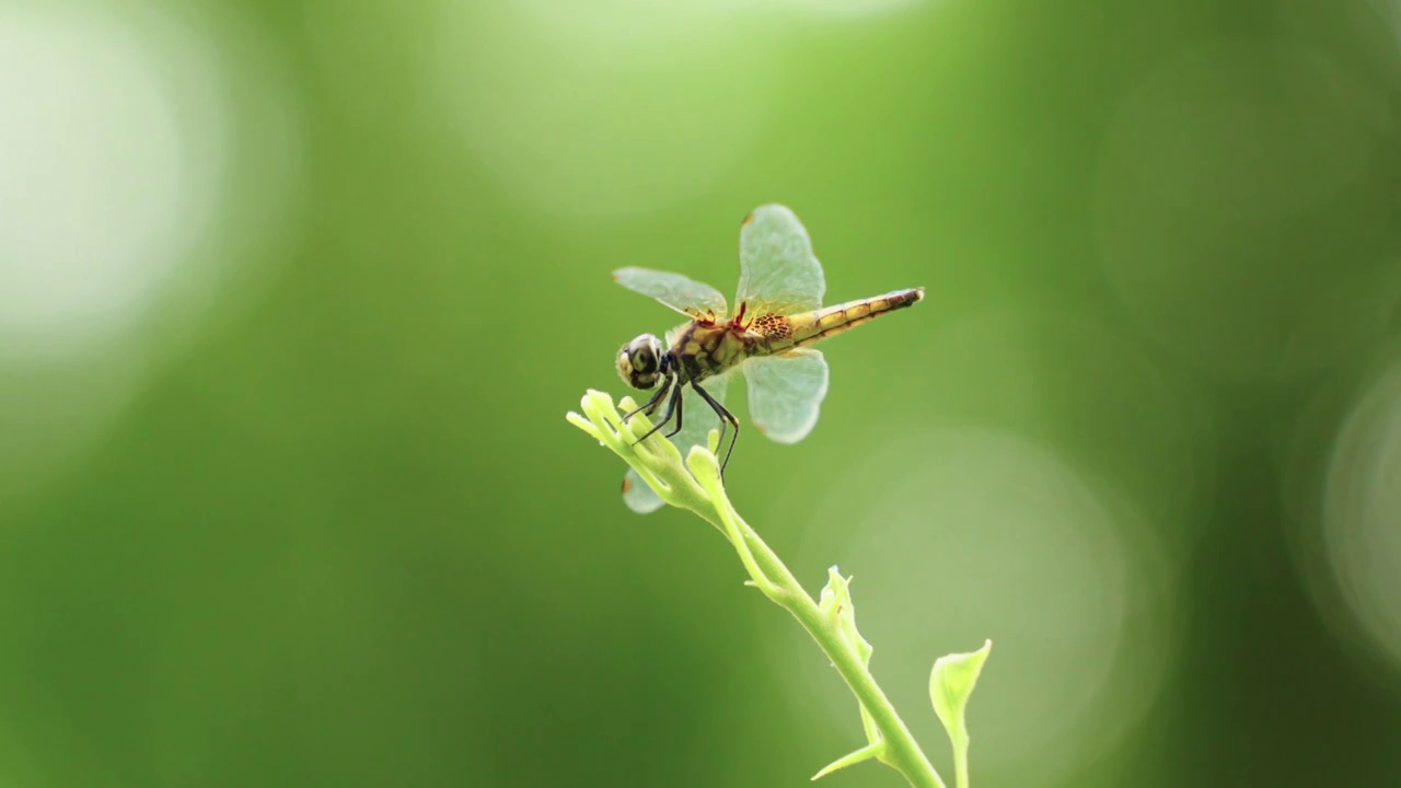 蜻蜓视频素材