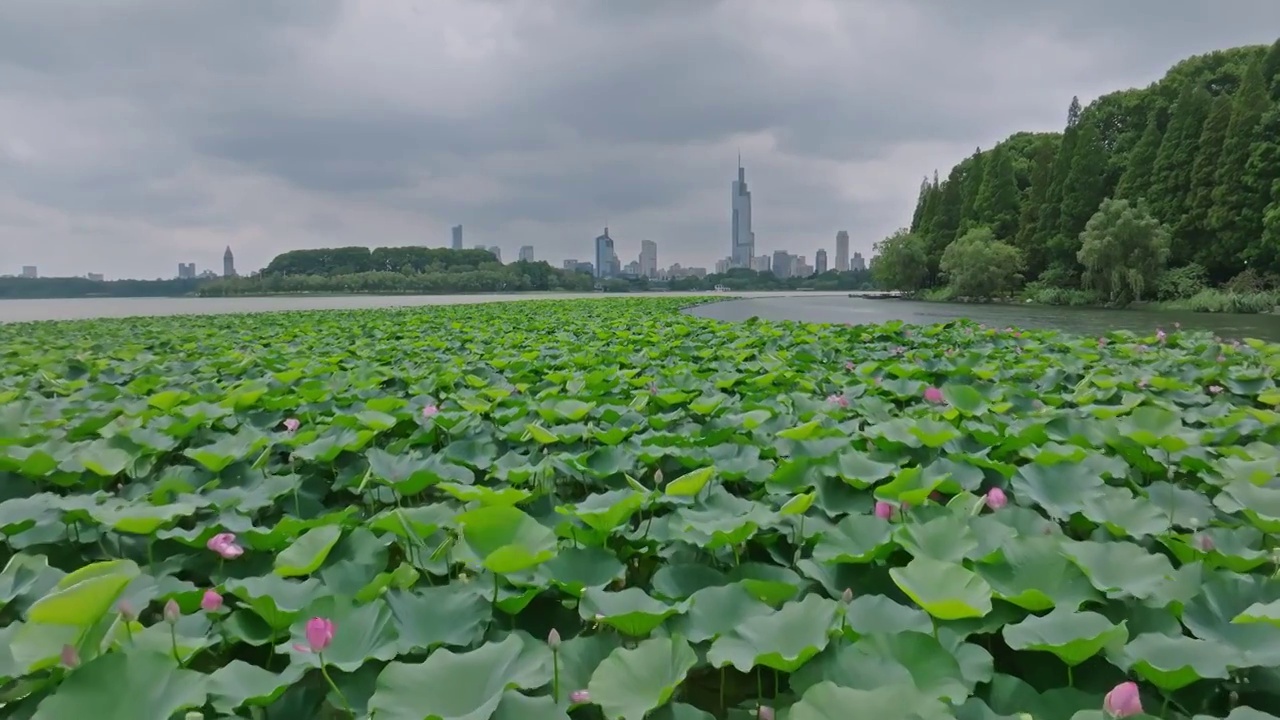 南京玄武湖夏季荷花盛开视频素材