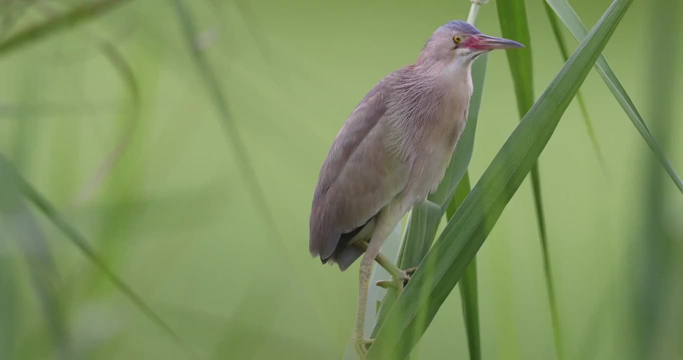 黄苇鳽特写镜头视频素材