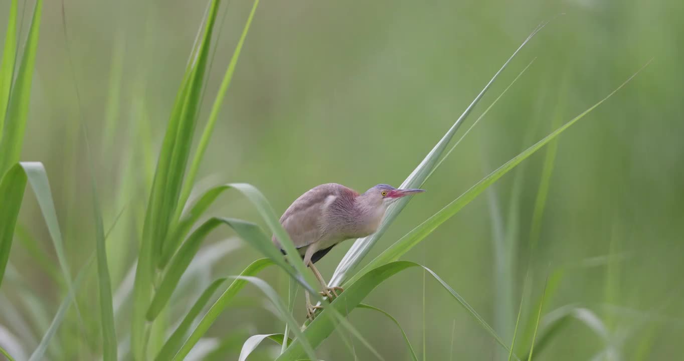 芦苇上站立的 黄苇鳽视频素材