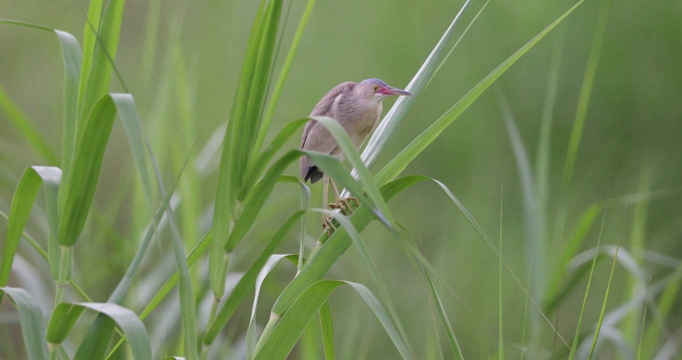 芦苇丛中的 黄苇鳽视频素材