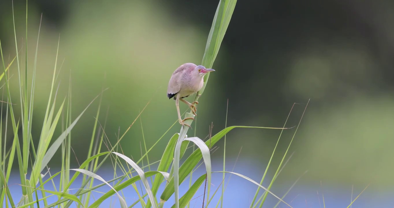 矗立在芦苇上 黄苇鳽视频素材