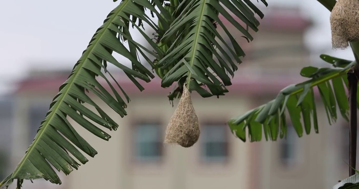 挂在芭蕉叶上的多个织布鸟巢视频素材