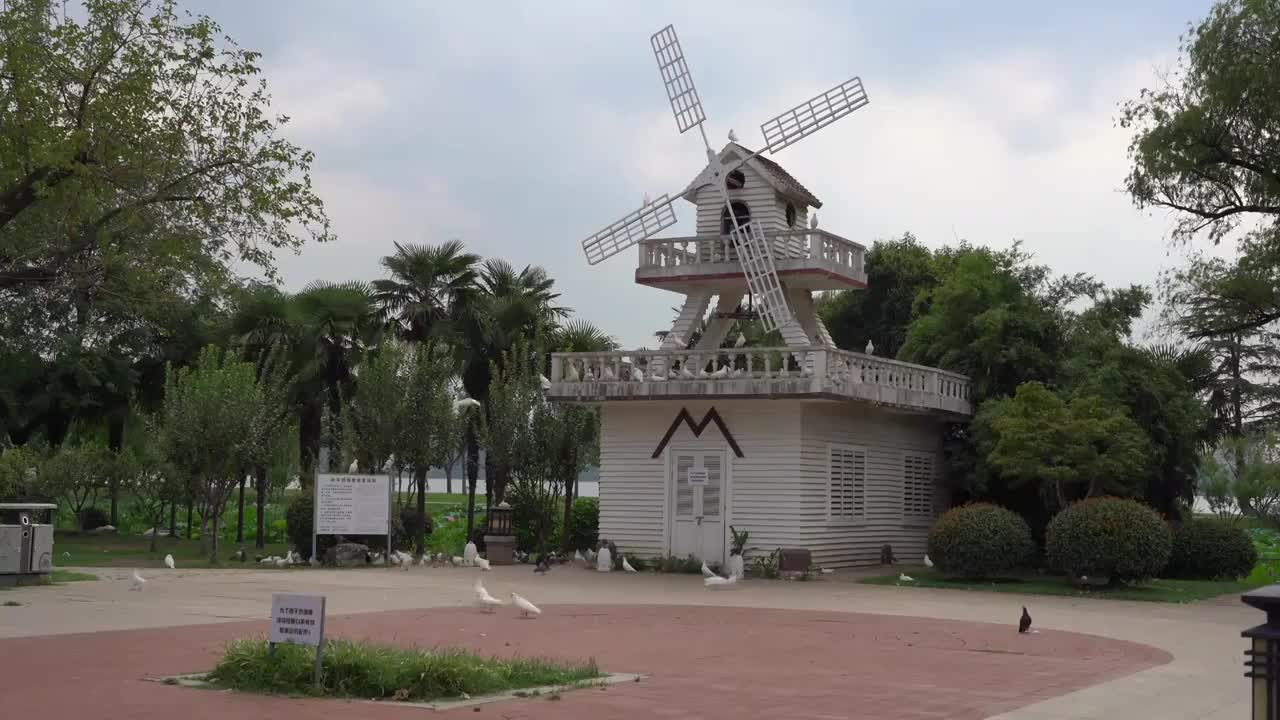 南京玄武湖景区的和平鸽视频素材