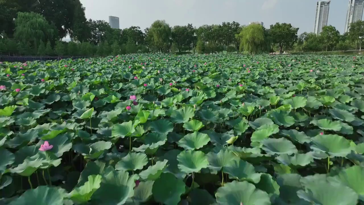 夏日阳光下的南京玄武湖荷花视频素材