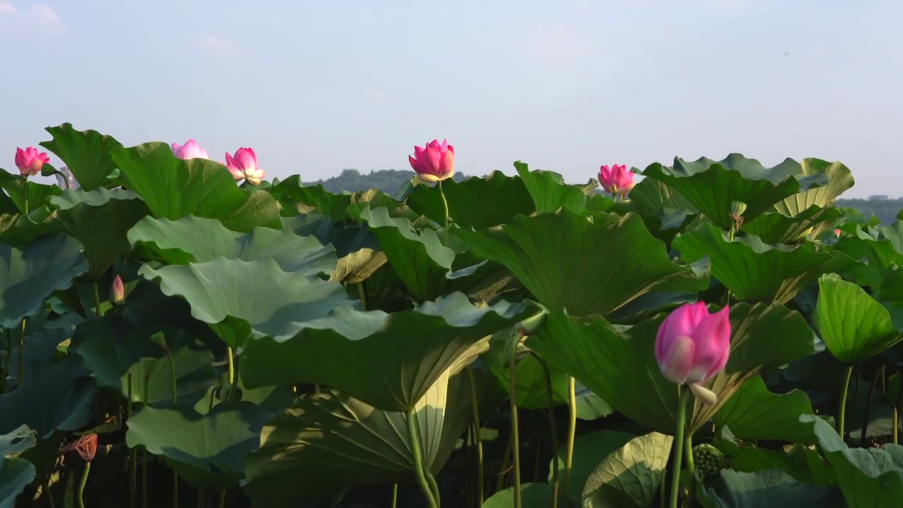 夏日阳光下的南京玄武湖荷花视频素材