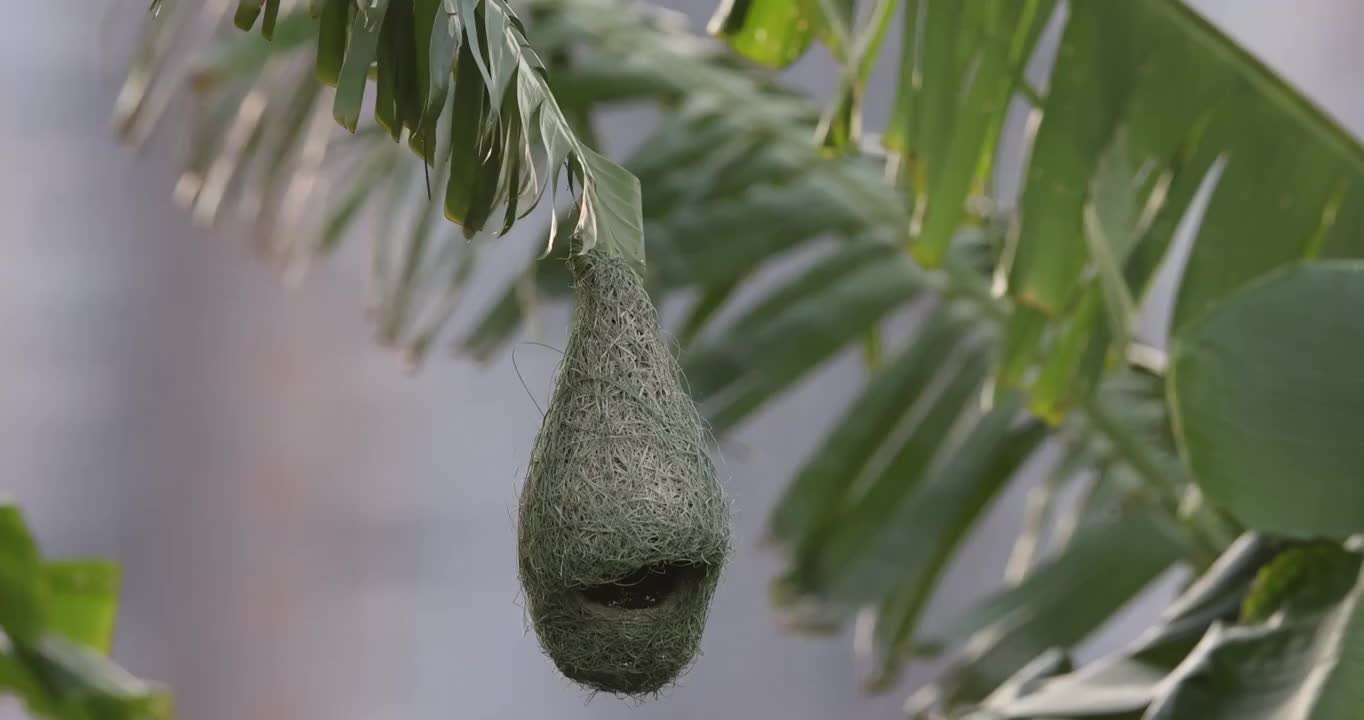 芭蕉叶上的织布雀鸟巢视频素材