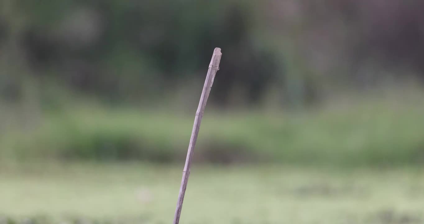 黑颈鸬鹚爬上竹竿视频素材