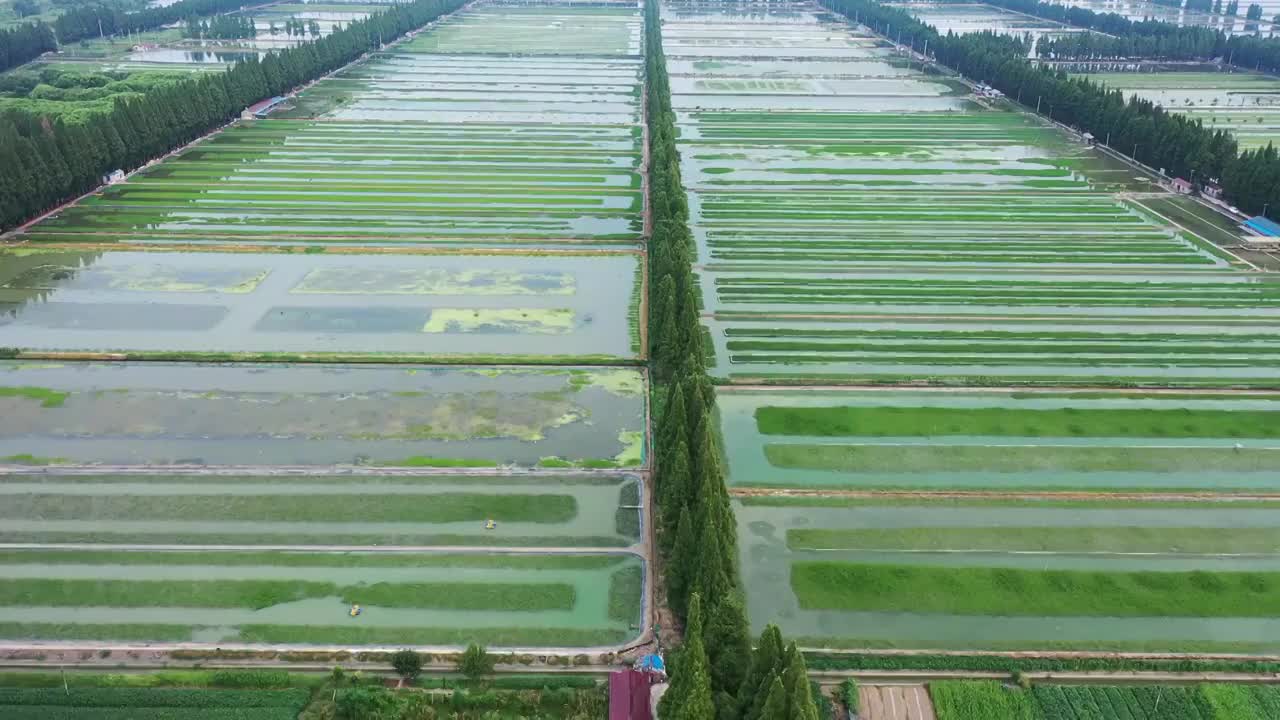 江苏南京高淳石臼湖旁的生态水田视频素材