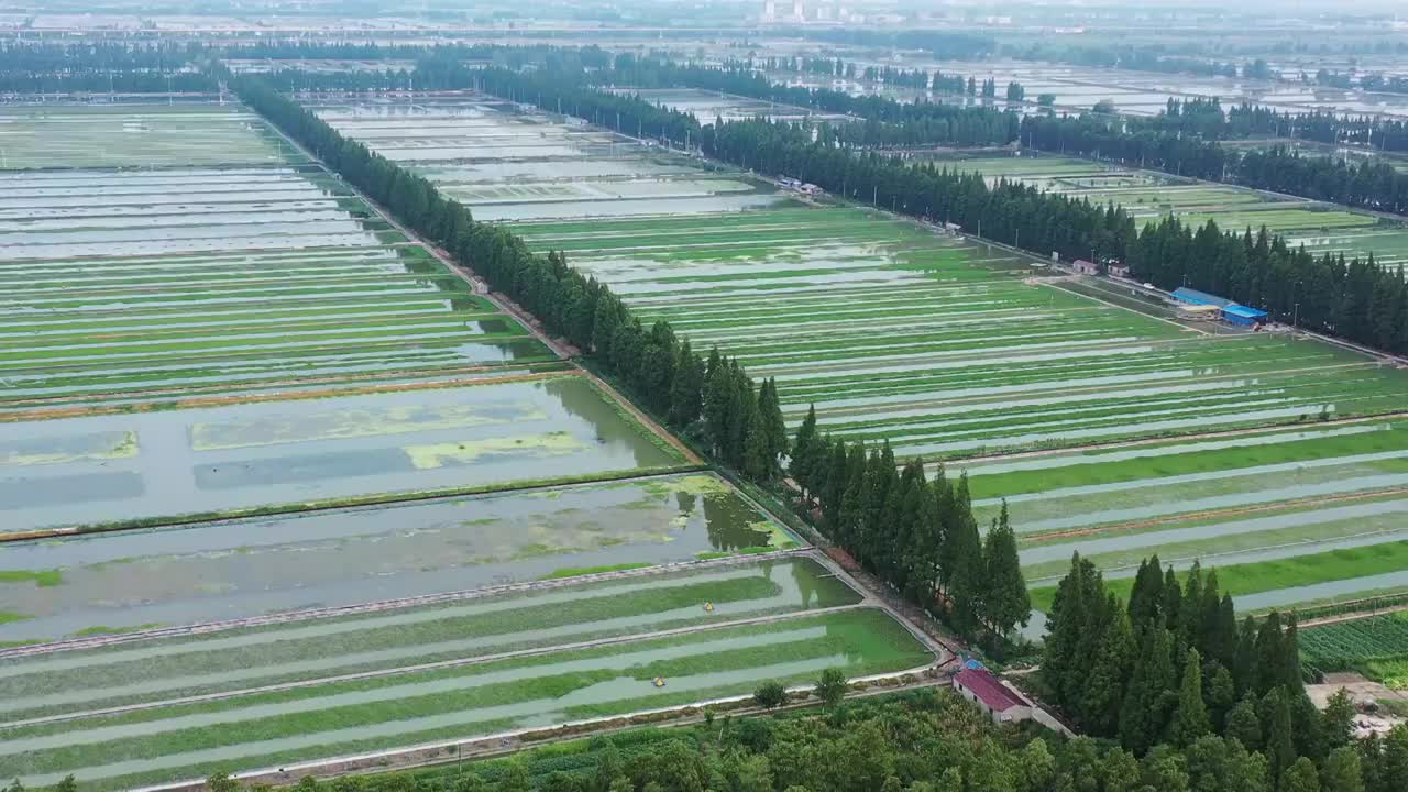 江苏南京高淳石臼湖旁的水田湿地视频素材