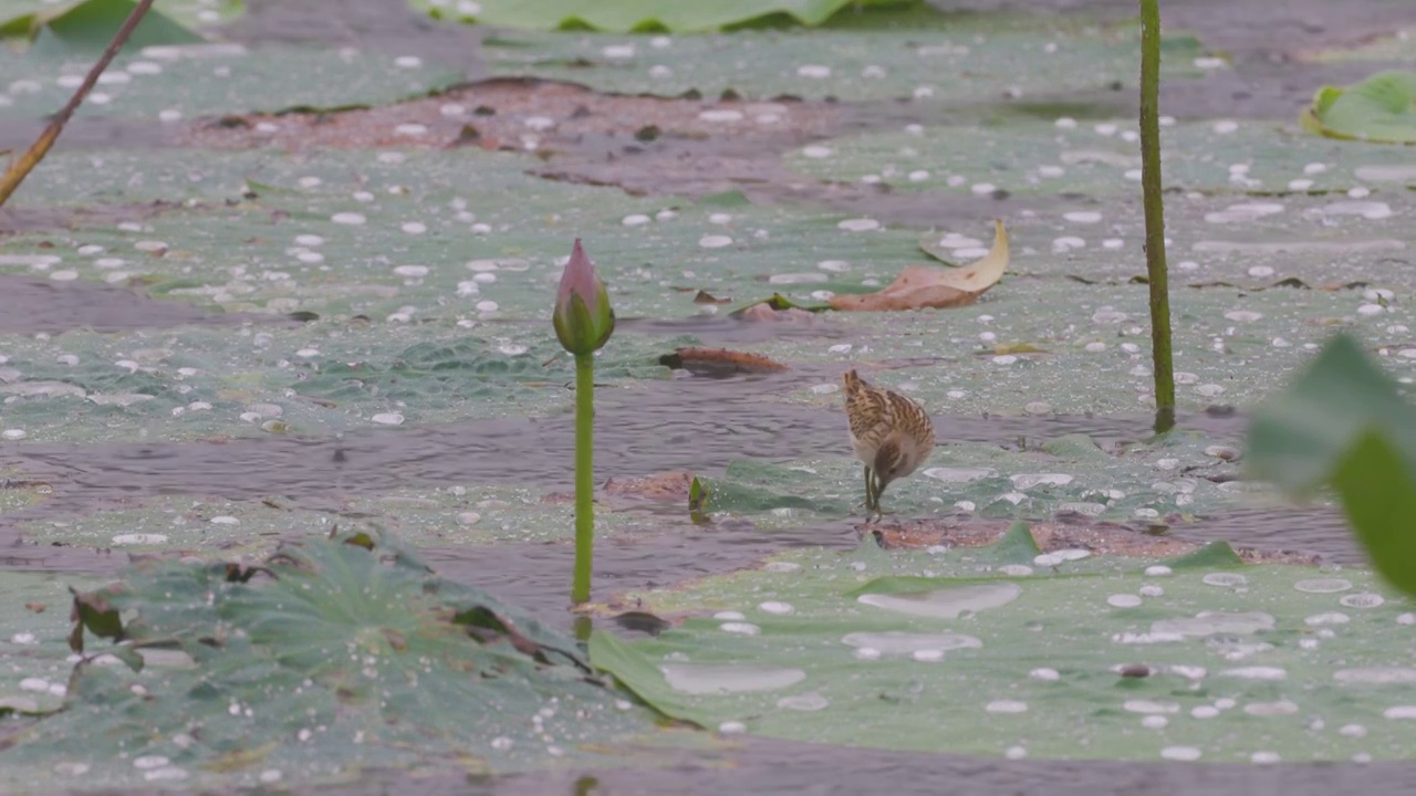 雨中觅食的长趾滨鹬视频素材